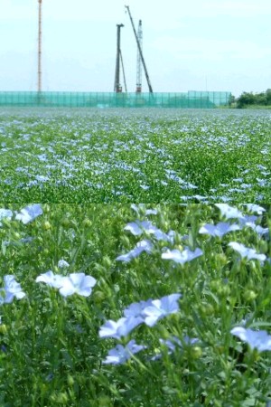 060713あまの花.jpg
