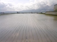 080515初山宅田植え完了5月14日.jpg