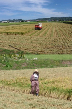 080920はっつさんの稲刈り.jpg