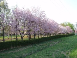 090507北光公園の桜.jpg