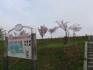 090508近所の桜1.jpg
