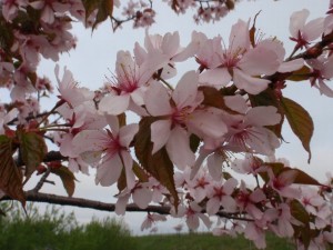 090508近所の桜2.jpg