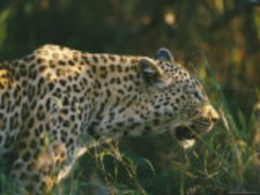 a-leopard-stalks-its-prey.jpg